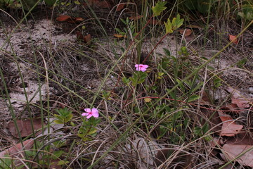 Purple pinkish flowers during spring