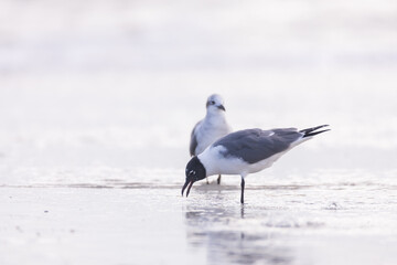 Seagulls in the sand on the beach