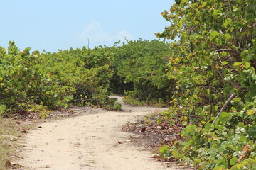 Fototapeta na wymiar Island pathway against the intercoastal