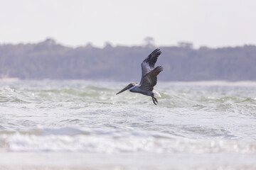Pelican flying over the ocean
