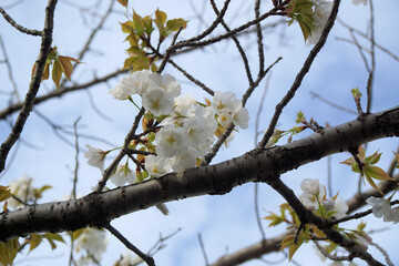 白い桜