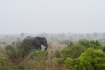 Elephant in light rain and fog