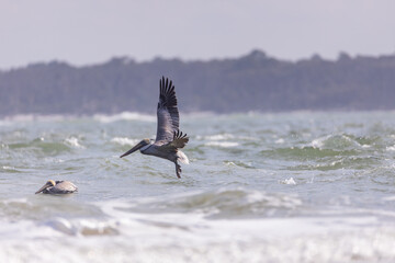 Pelican flying over the ocean