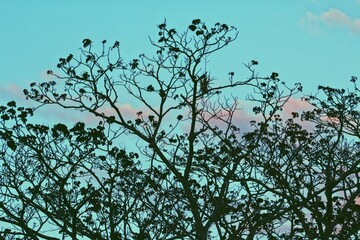 Naklejka premium silhouette of a tree with flowers