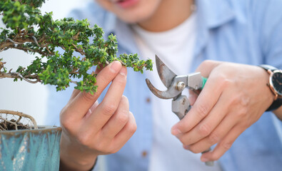 Gardener taking care of plant, trimming bonsai tree with pruning shears.