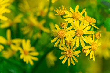 ragwort on green background