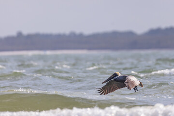 Pelican flying over the ocean