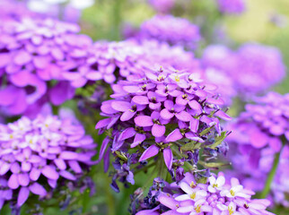 purple flowers with selective blur