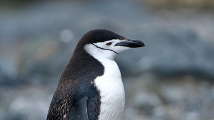 Close up of a chinstrap penguin (Pygoscelis antarcticus) on Half Moon Island, Antarctica