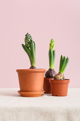 Pots with beautiful hyacinth plants on table against pink background