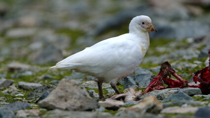Snowy sheathbill (Chionis albus) feeding on a penguin carcass on Half Moon Island, Antarctica