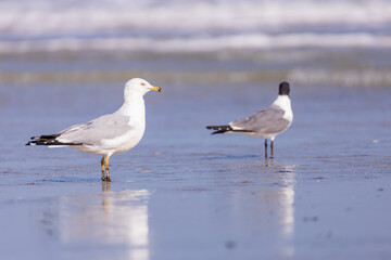 Fototapeta na wymiar Seagulls in the sand on the beach