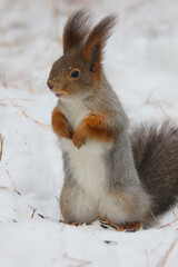 Funny squirrel stands on its hind legs on white snow in winter