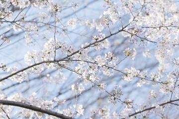 Obraz premium おだやかな雰囲気の桜の花