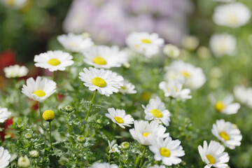 春の花壇の光景