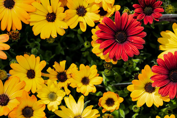 春の花壇の花々。オステオスペルマム。