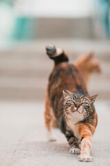 Hong Kong Cat 079