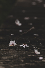散った桜の花