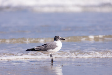 Seagull in the sand on the beach