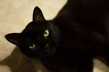 black cat portrait