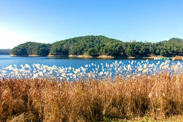 갈대밭 너머로 보이는대청호의 풍경, 충북 청주시 청남대에 위치-View of Daecheong Lake beyond the reed field, located at Cheongnamdae, Cheongju, Chungcheongbuk-do, South Korea