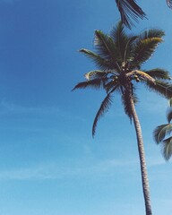 palm tree on the beach
