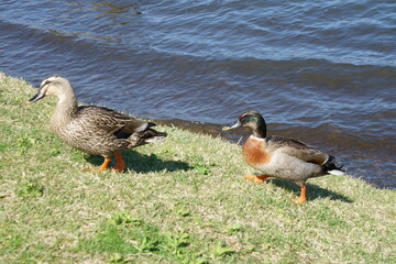 湖岸を仲良く歩くマガモのカップル