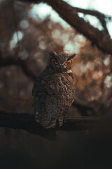 Majestic Adult Great Horned Owl 