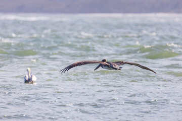 Pelican flying over the ocean