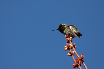 Male Anna's Hummingbird Rests on Flowerinf Red Currant Plant