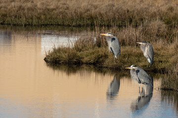 Great Blue Herons Congregate on Edmonds Tidal Marsh