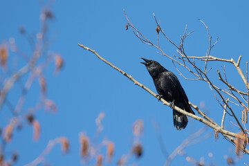 American Crow Caws Enthusiastically on a Blue Sky Day