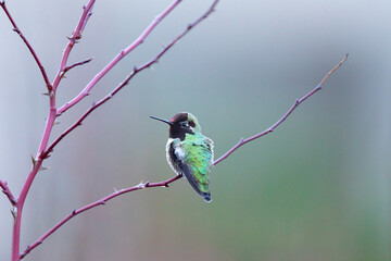Male Anna's Hummingbird Rests on Red Bark Wild Rose