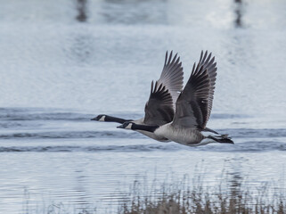 Pair of Canada Geese Take Off a Pond on a Gray Day