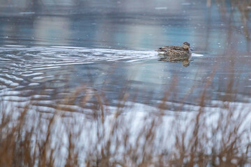 Hen Mallard Sneaks Off Into the Reeds on a Gray Morning