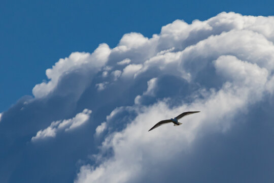 Glaucous Winged Gull Soaring Among Clouds