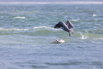 Pelican flying over the ocean
