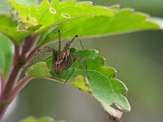 Oxyopes salticus is a species of lynx spider, commonly known as the striped lynx spider, first...