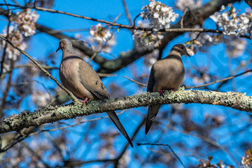 Pair of Mourning Doves and Cherry Blossoms