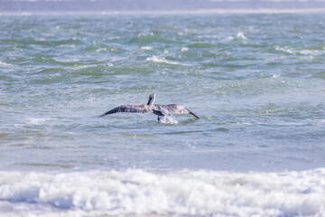 Obraz premium Pelican flying over the ocean