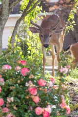 Young Suburban Black-tailed Mule Deer Buck in Velvet Eating Plants in Flower Bed Garden in City Residential Area During Summer