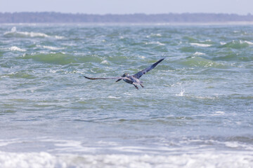 Pelican flying over the ocean