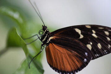 Fototapeta na wymiar butterfly eating nectar