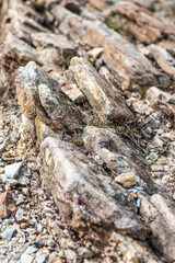 Rocks texture