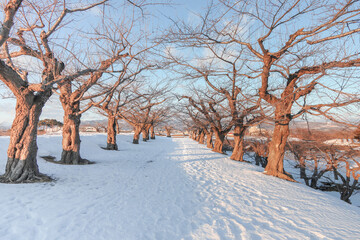 Fototapeta premium Path in snow
