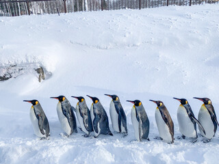 19 jan 2019 - Hokkaido, Japan: Penguin line up on snow, zoo in Hokkaido - obrazy, fototapety, plakaty