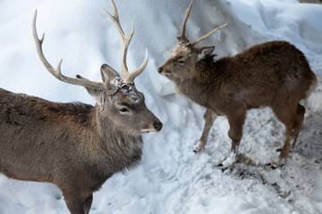 Deers stand on snow, winter, Hokkaido, Japan