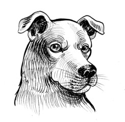 Dog's head. Ink black and white drawing