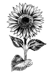Blossoming sunflower. Ink black and white drawing