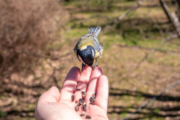 A tit sits on a man's hand and eats seeds.